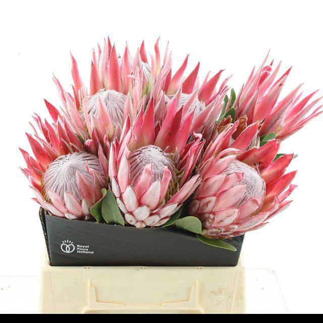 <h4>PROTEA CYNAROIDES</h4>