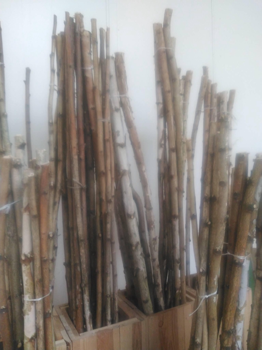 <h4>BIRKE STAMM 160CM</h4>