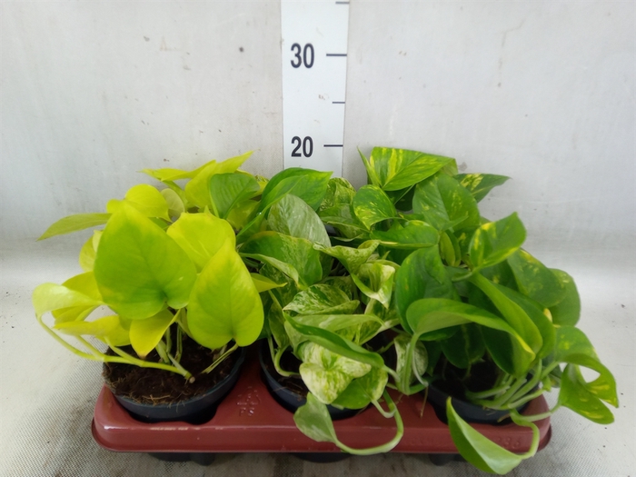 <h4>Epipremnum pinn.   ...mix</h4>