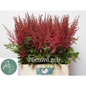 Astilbe Else Schluck Aert
