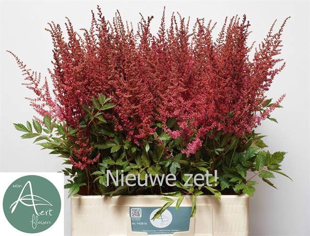 <h4>Astilbe Else Schluck Aert</h4>