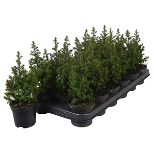 Chamaecyparis thy. Top Point