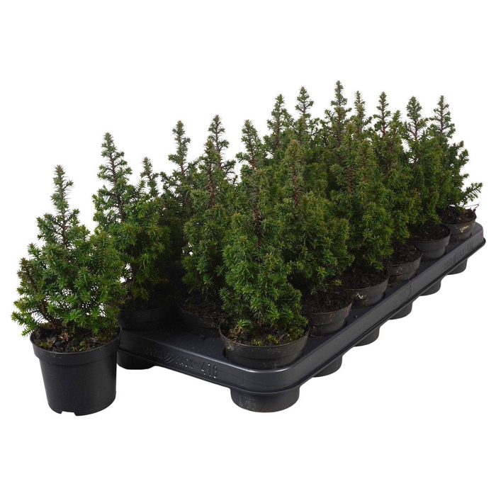 <h4>Chamaecyparis thy. Top Point</h4>