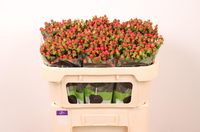 <h4>HYP TOMATO FLAIR</h4>