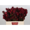 Leucadendron Blush Spray