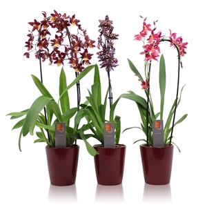 Inca Orchid mix Red 1 spike incl. cascade Kerst red ceramic