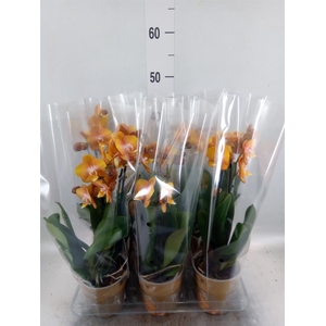 Phalaenopsis multi. 'Ant Las Vegas'