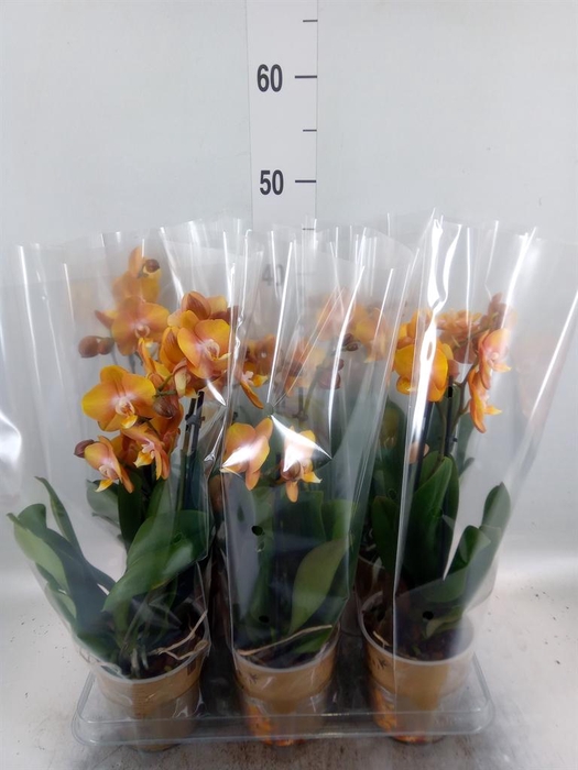 <h4>Phalaenopsis multi. 'Ant Las Vegas'</h4>