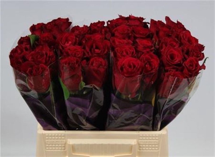 <h4>R Gr Ever Red</h4>