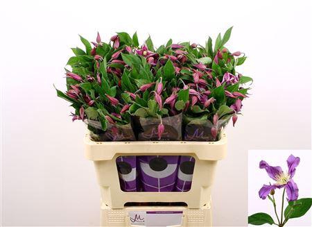 <h4>Clematis Amazing Rome 60cm</h4>