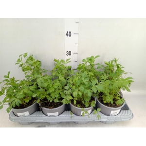 Levisticum officinale