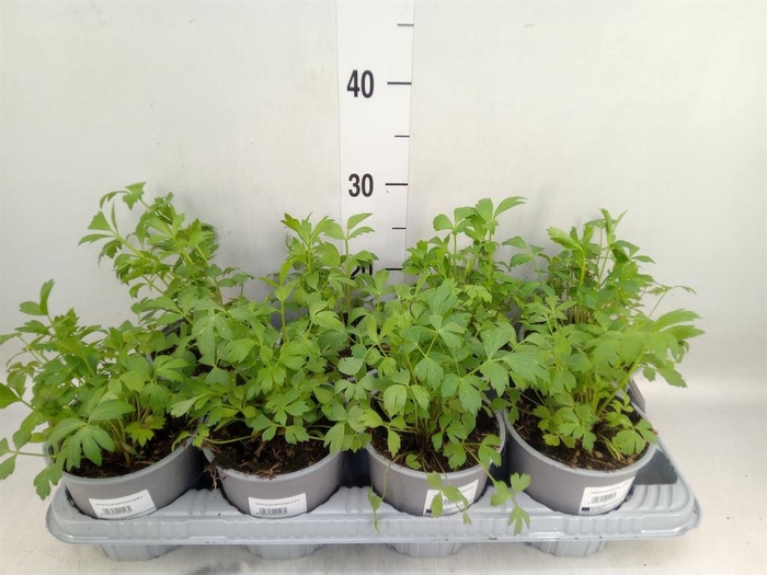 <h4>Levisticum officinale</h4>