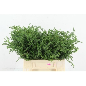 CONIFEER LYCODIODES PER BUNCH