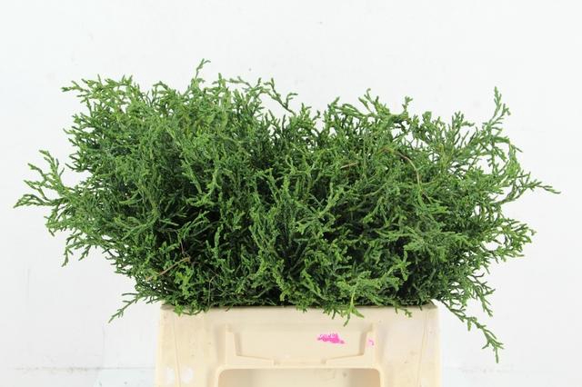 <h4>CONIFEER LYCODIODES PER BUNCH</h4>