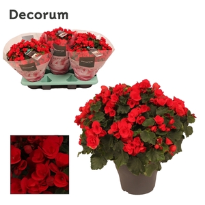 Betulia red 19cm outdoor Decorum