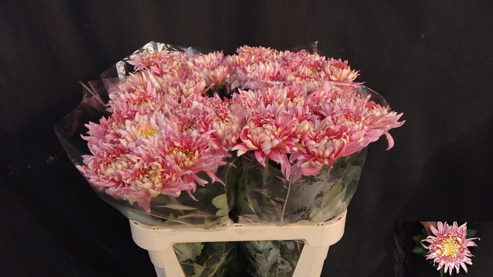 <h4>CHR G AVIGNON</h4>