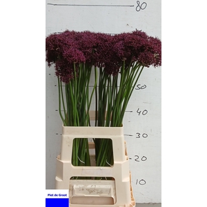 ALLIUM ATROPURPUREUM