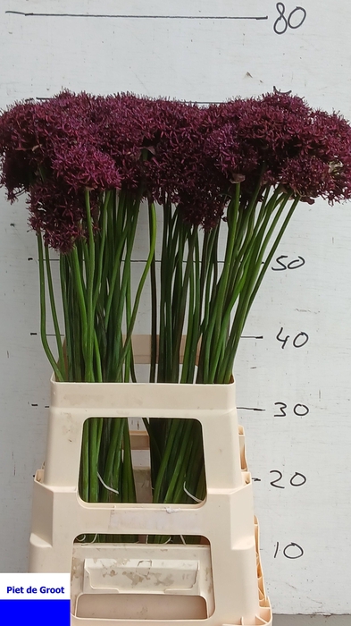 <h4>ALLIUM ATROPURPUREUM</h4>