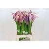 Zantedeschia Eydolls Purple White