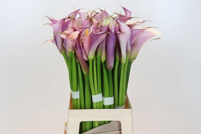 Zantedeschia Eydolls Purple White