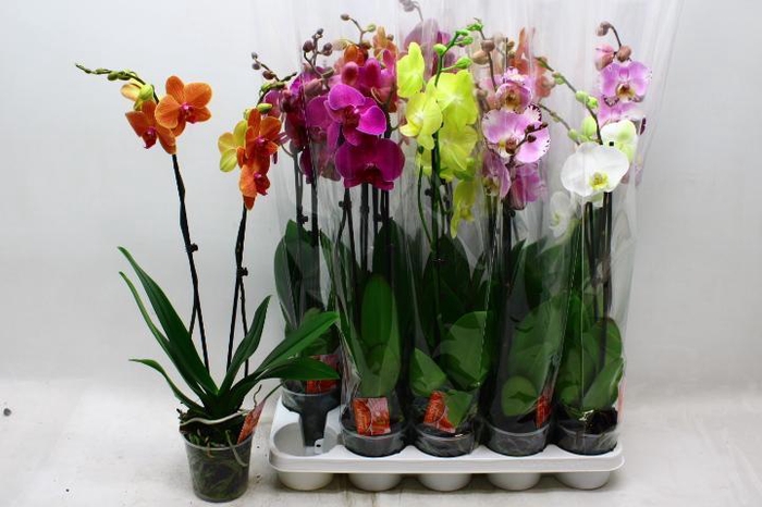 PHAL GEM