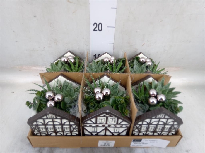 <h4>Arr.   Kamerplant Groen L%</h4>