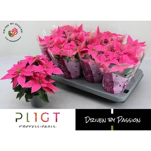 EUPHOR P PRI DA PINK