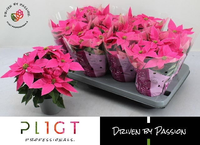 <h4>EUPHOR P PRI DA PINK</h4>