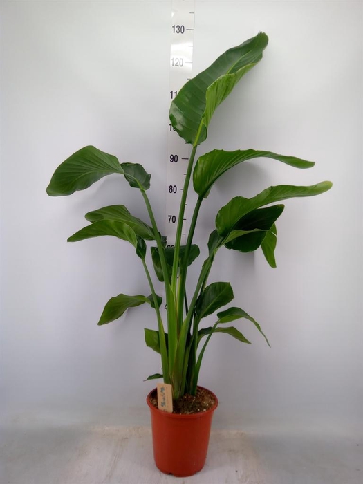 <h4>Strelitzia nicolai</h4>