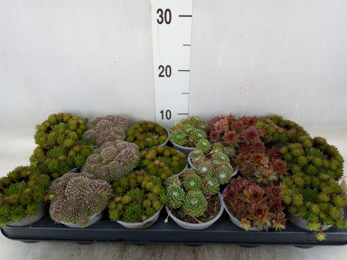 <h4>Sempervivum   ...mix</h4>