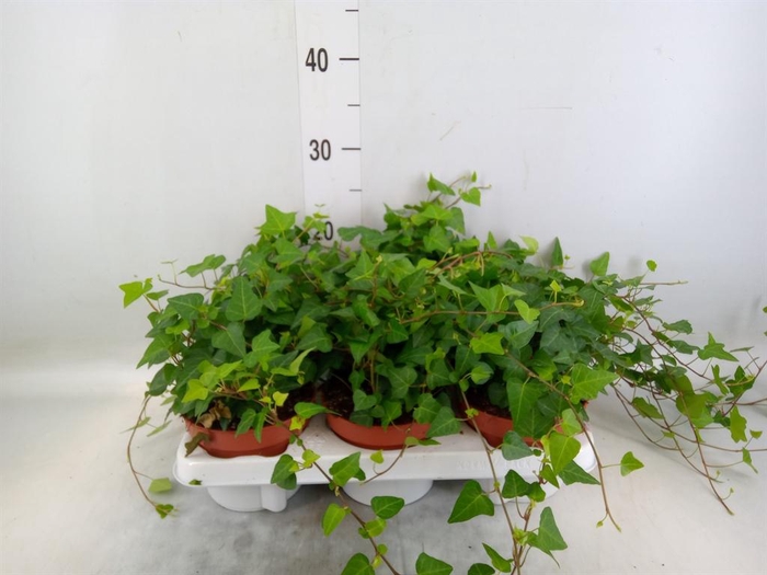 <h4>Hedera helix 'Anna'</h4>