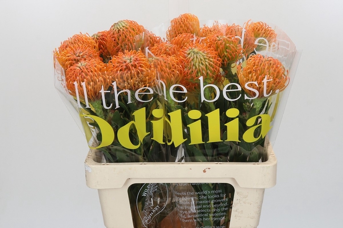 <h4>LEUCO AYOBA PEACH</h4>