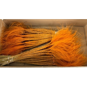 DF Stypha 60cm Bs Orange