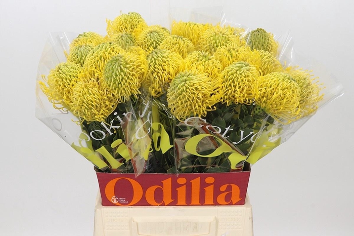 <h4>LEUCO CO HIGH GOLD</h4>