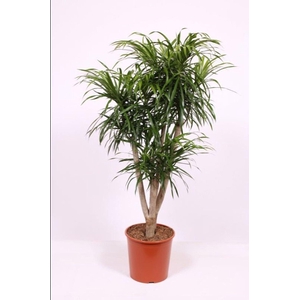 Dracaena Anita