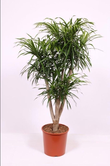 <h4>Dracaena Anita</h4>