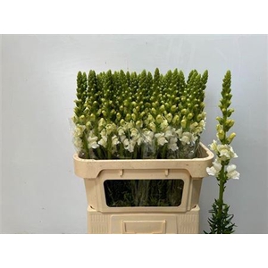 Antir Poto Ivory Wh