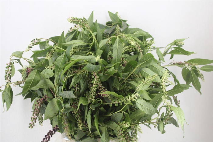<h4>Carbouzijn Berry Ex P Bunch</h4>