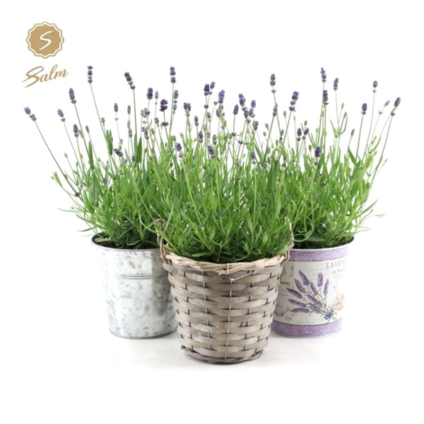 <h4>Lavandula ang. 'Felice'® Collection P15 in Added Value Mix</h4>