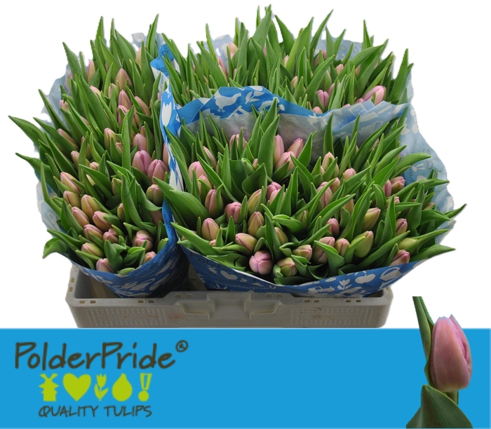 <h4>TU EN ARGOS</h4>