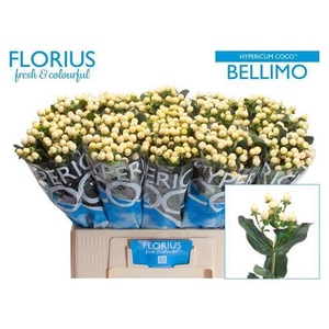 Hyp Coco Bellimo