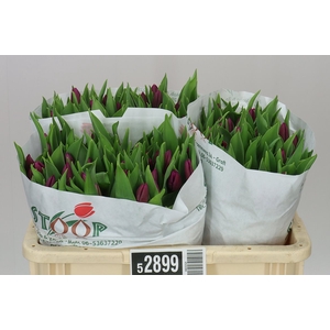 Tulipa En Purple Prince