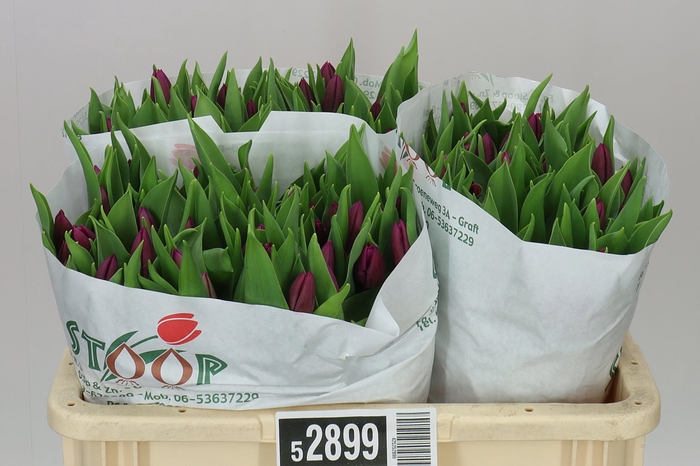 <h4>Tulipa En Purple Prince</h4>
