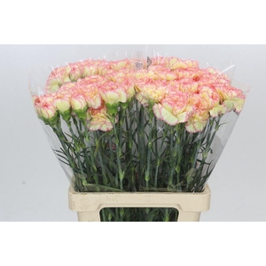 Dianthus St Poirot F.G.