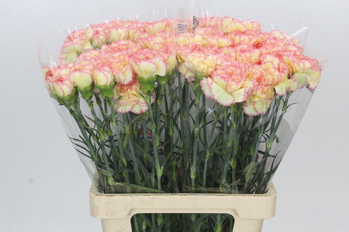 <h4>Dianthus St Poirot F.G.</h4>