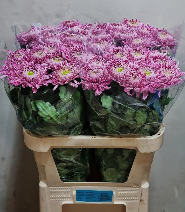 <h4>CHR G HOLIDAY</h4>