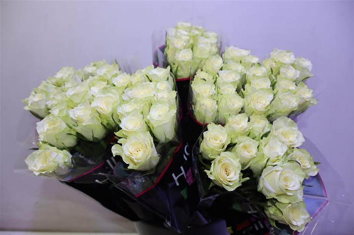 <h4>R Gr Athena</h4>