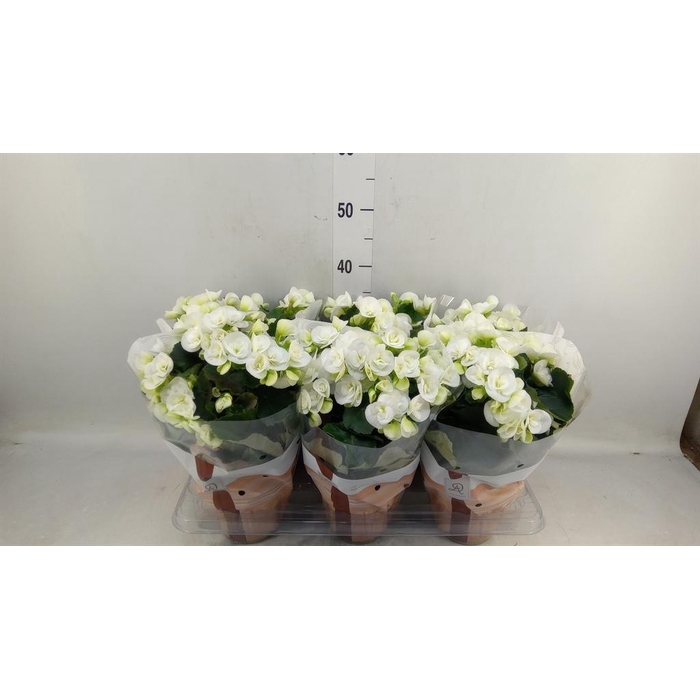 <h4>Begonia elat. HL 'Clara'</h4>
