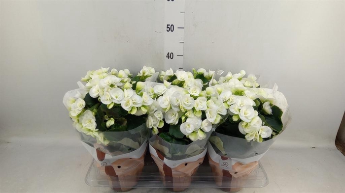 <h4>Begonia elat. HL 'Clara'</h4>