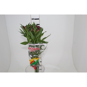 ALSTROEMERIA NAPOLI 080 CM